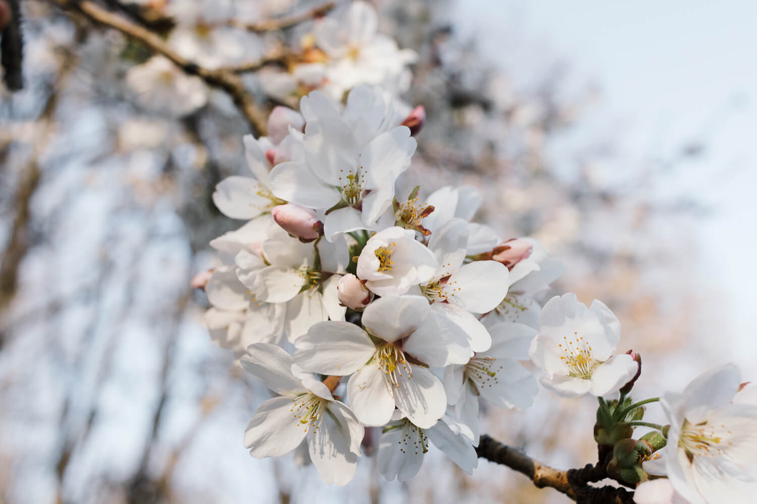 Weiße Kirschblütenzweige mag Eva Nöth sehr gerne