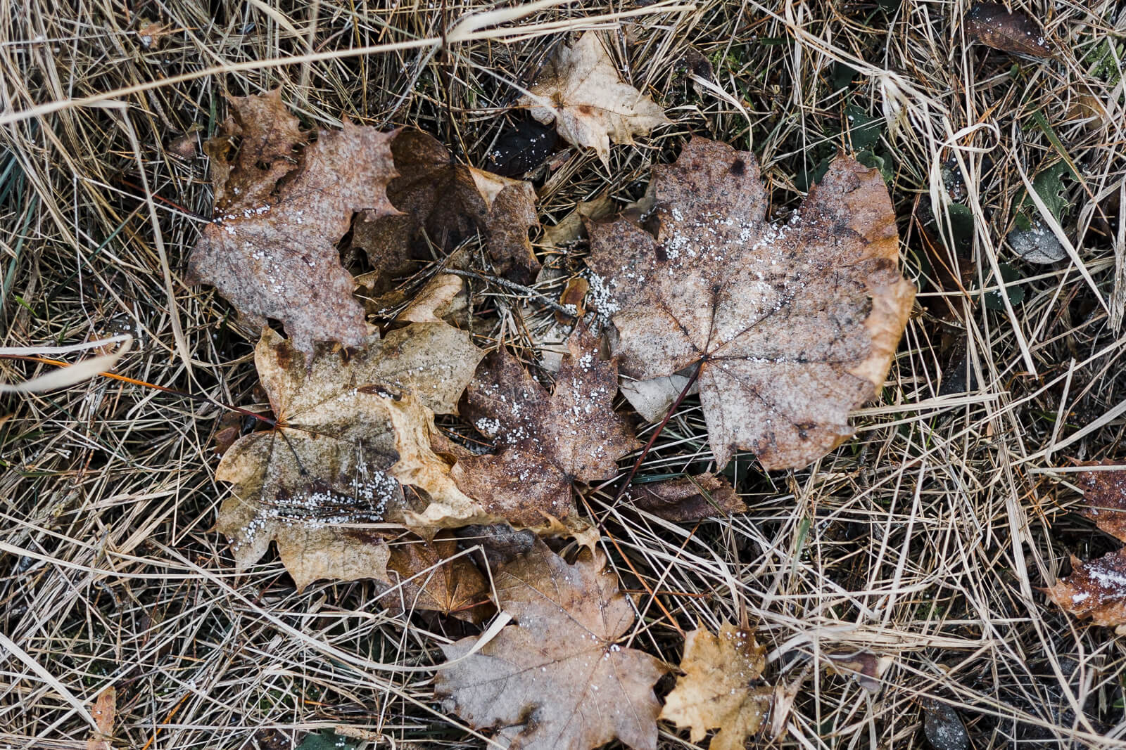 Angefrorenes Herbstlaub an einem kalten Wintertag