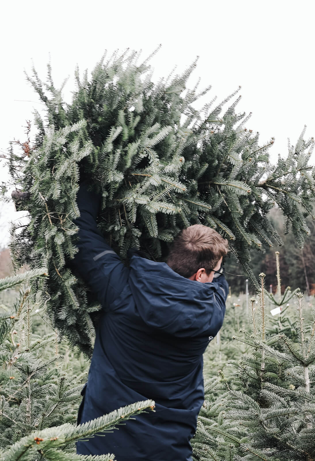 Ein Papa trägt einen abgesägten Christbaum aus dem Wald